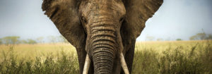 Bangalore Luxury Travel - Wildlife of North India Tour - Travel India - Luxury Tours - Indian Wildlife Tour